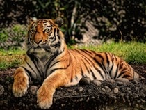 Fond d'écran Les Félins - Un tigre au repos