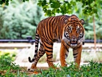 Fond d'écran Les Félins - Un tigre de Sumatra