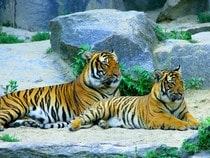Fond d'écran Les Félins - Un couple de tigres