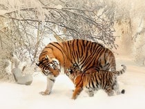 Fond d'écran Les Félins - Tigres dans la neige