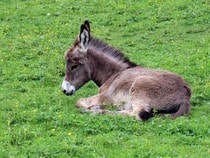 Fond d'écran Les Animaux de la ferme - Un âne couché dans un pré