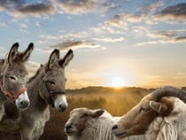 Fond d'écran Les Animaux de la ferme - Anes et moutons