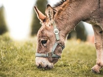 Fond d'écran Les Animaux de la ferme - Un âne qui mange de l'herbe