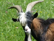 Fond d'écran Les Animaux de la ferme - Un bouc