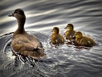 Fond d'écran Les Animaux de la ferme - Un canard et ses canetons