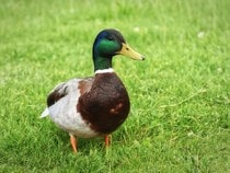 Fond d'écran Les Animaux de la ferme - Un canard Col-vert