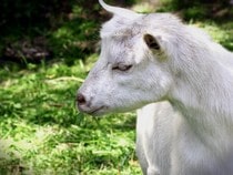 Fond d'écran Les Animaux de la ferme - Une chèvre