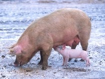 Fond d'écran Les Animaux de la ferme - Des cochons : une truie et son petit