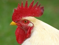 Fond d'écran Les Animaux de la ferme - Un coq blanc