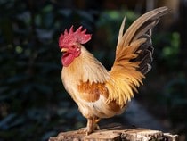 Fond d'écran Les Animaux de la ferme - Un coq blanc