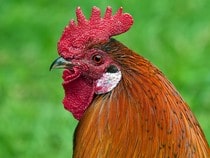 Fond d'écran Les Animaux de la ferme - Un coq roux