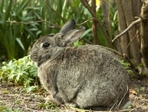 Fond d'écran Les Animaux de la ferme - Un lapin gris