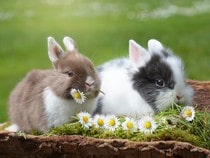 Fond d'écran Les Animaux de la ferme - Deux petits lapins