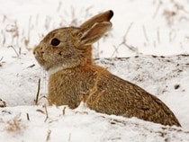 Fond d'écran Les Animaux de la ferme - Un lapin dans la neige