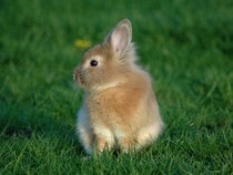 Fond d'écran Les Animaux de la ferme - Un lapin