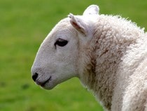 Fond d'écran Les Animaux de la ferme - Un mouton