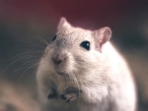 Fond d'écran Les Animaux de la ferme - Une souris blanche