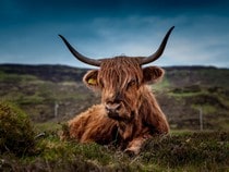 Fond d'écran Les Animaux de la ferme - Un taureau Highland