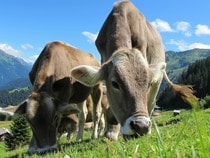 Fond d'écran Les Animaux de la ferme - Des vaches