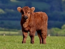 Fond d'écran Les Animaux de la ferme - Un veau Highland