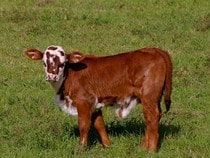 Fond d'écran Les Animaux de la ferme - Un veau