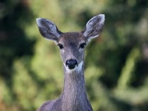 Fond d'écran Les Animaux de la forêt - Une biche