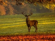 Fond d'écran Les Animaux de la forêt - Un cerf en automne