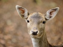 Fond d'écran Les Animaux de la forêt - Portrait d'un chevreuil