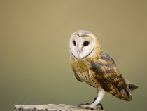 Fond d'écran Les Animaux de la forêt - Une chouette Effraie des clochers