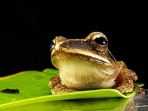 Fond d'écran Les Animaux de la forêt - Un crapaud