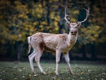 Fond d'écran Les Animaux de la forêt - Un daim