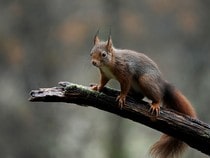 Fond d'écran Les Animaux de la forêt - Un écureuil sur une branche