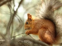 Fond d'écran Les Animaux de la forêt - Un écureuil