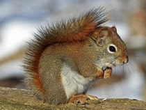 Fond d'écran Les Animaux de la forêt - Un écureuil roux