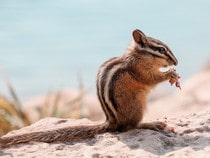 Fond d'écran Les Animaux de la forêt - Un écureuil de Tamia