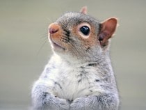 Fond d'écran Les Animaux de la forêt - Tête de petit écureuil