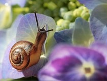 Fond d'écran Les Animaux de la forêt - Un escargot