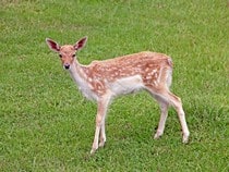 Fond d'écran Les Animaux de la forêt - Un faon