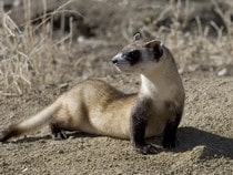 Fond d'écran Les Animaux de la forêt - Un furet