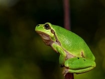 Fond d'écran Les Animaux de la forêt - Une grenouille Hyla Meridionalis