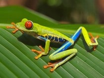 Fond d'écran Les Animaux de la forêt - Une grenouille Rainette