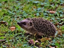 Fond d'écran Les Animaux de la forêt - Un hérisson