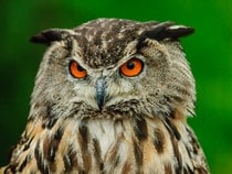 Fond d'écran Les Animaux de la forêt - Un hibou