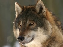 Fond d'écran Les Animaux de la forêt - Un loup brun
