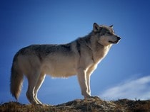 Fond d'écran Les Animaux de la forêt - Un loup