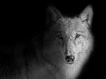 Fond d'écran Les Animaux de la forêt - Un loup dans le noir