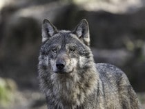 Fond d'écran Les Animaux de la forêt - Tête de loup