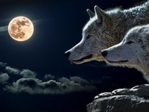 Fond d'écran Les Animaux de la forêt - Des loups à la pleine lune