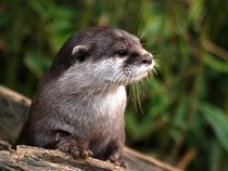 Fond d'écran Les Animaux de la forêt - Une loutre