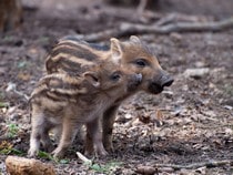 Fond d'écran Les Animaux de la forêt - Deux marcassins